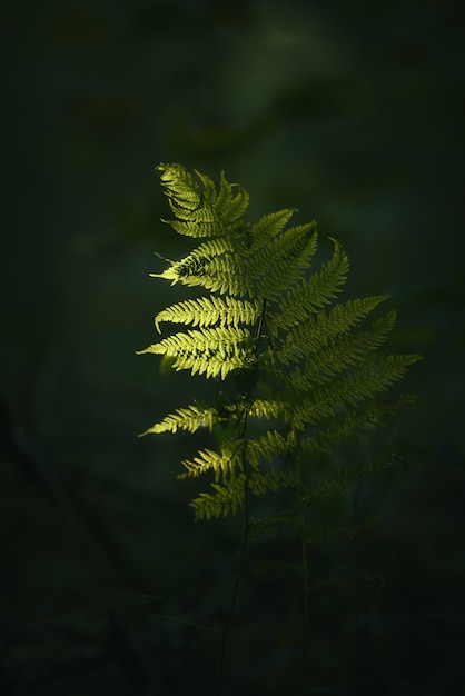 Closeup tiro de um galho de planta verde com um escuro turva