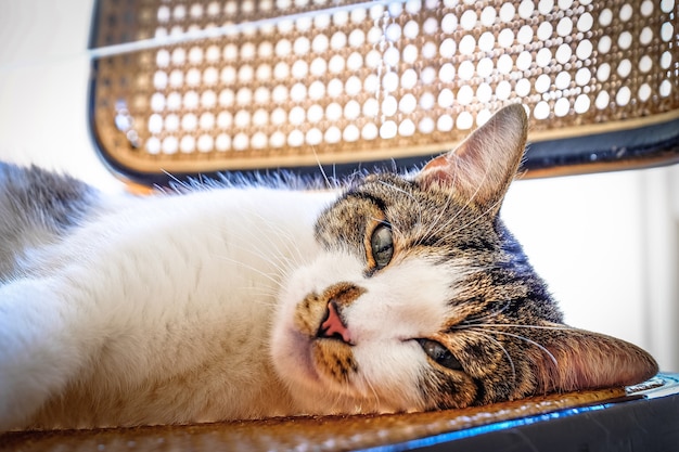 Closeup tiro de um gato bonito, deitado em uma cadeira, olhando para a câmera com fundo desfocado