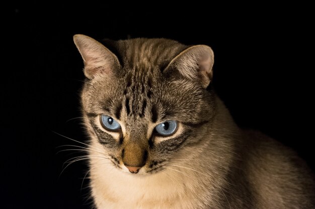 Closeup tiro de um gato cinza com olhos azuis em um fundo preto