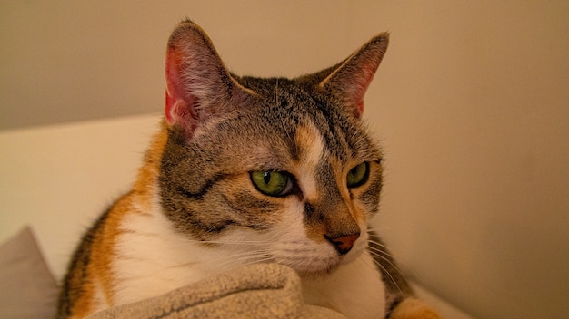 Foto grátis closeup tiro de um gato de olhos verdes descansando em um sofá