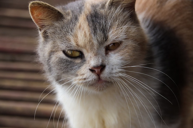 Foto grátis closeup tiro de um gato fofo e sonolento olhando para a frente