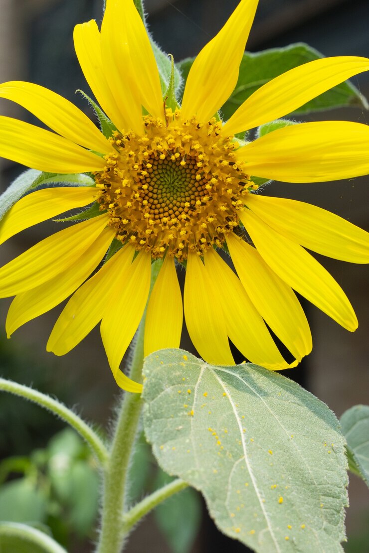 Foto grátis closeup tiro de um girassol amarelo brilhante