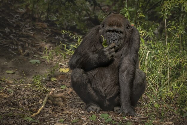 Closeup tiro de um gorila cheirando o dedo sentado com um fundo desfocado