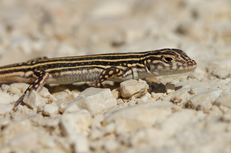Foto grátis closeup tiro de um lagarto acanthodactylus erythrurus na espanha