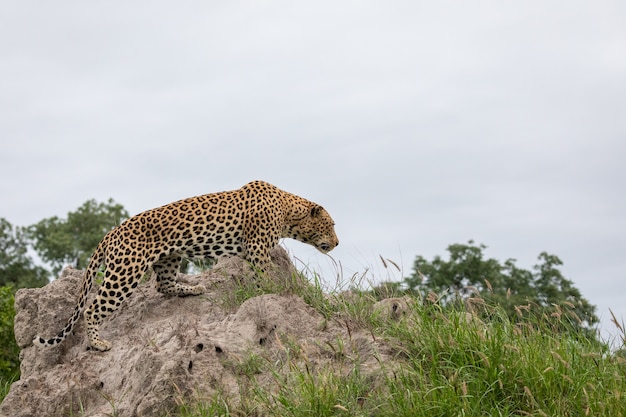 Foto grátis closeup tiro de um leopardo africano sentado na rocha com o céu cinza à distância