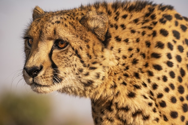 Foto grátis closeup tiro de um leopardo na áfrica do sul