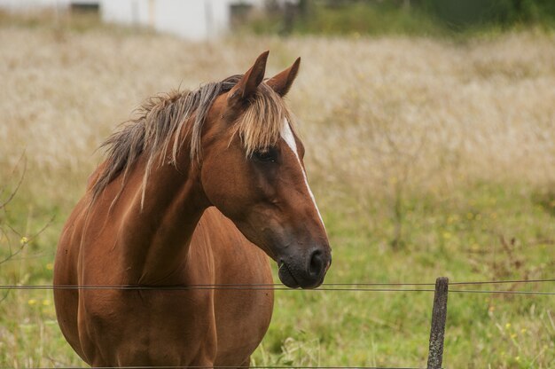 Closeup tiro de um lindo cavalo marrom com um olhar nobre em pé no campo