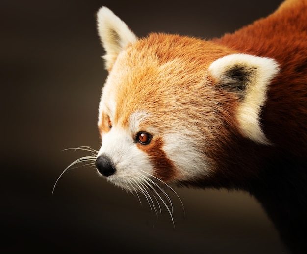 Closeup tiro de um lindo panda vermelho