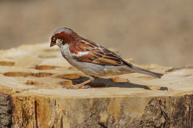 Closeup tiro de um lindo pardal solitário sentado em um tronco