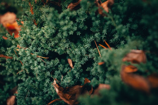 Closeup tiro de um lindo pinheiro verde em uma floresta