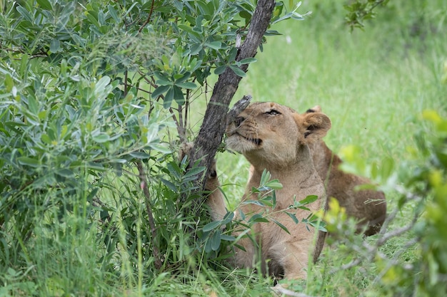 Closeup tiro de um lindo tigre sentado na grama verde sob o tronco de uma árvore