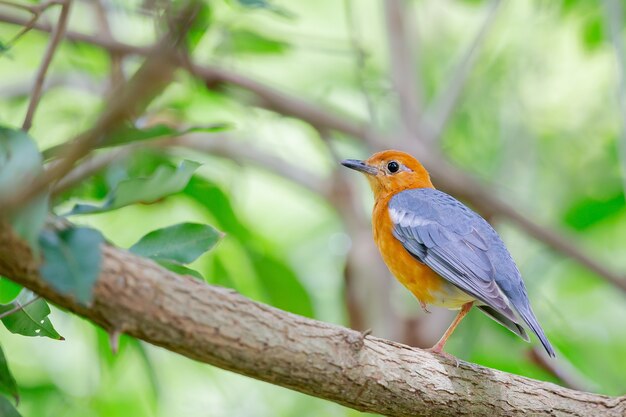 Closeup tiro de um lindo tordo sentado em um galho de árvore cercado por folhas verdes