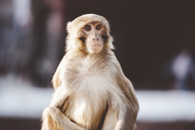 Closeup tiro de um macaco sentado ao ar livre