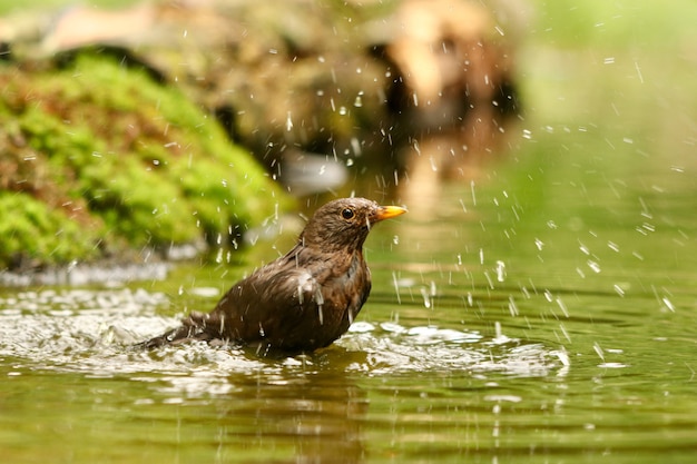 Closeup tiro de um melro fofo em um lago