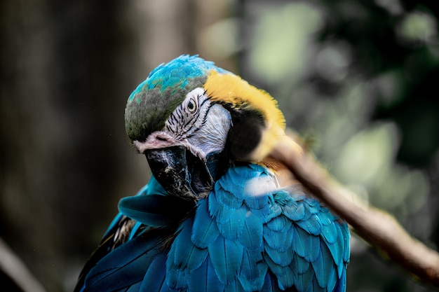 Closeup tiro de um papagaio de arara bonito com penas hipnotizantes