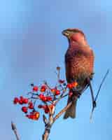 Foto grátis closeup tiro de um pássaro crossbill vermelho comendo bagas de sorveira empoleirado em uma árvore