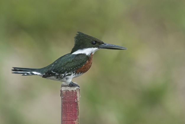 Closeup tiro de um pássaro kingfisher com cinto sentado em um pedaço de madeira