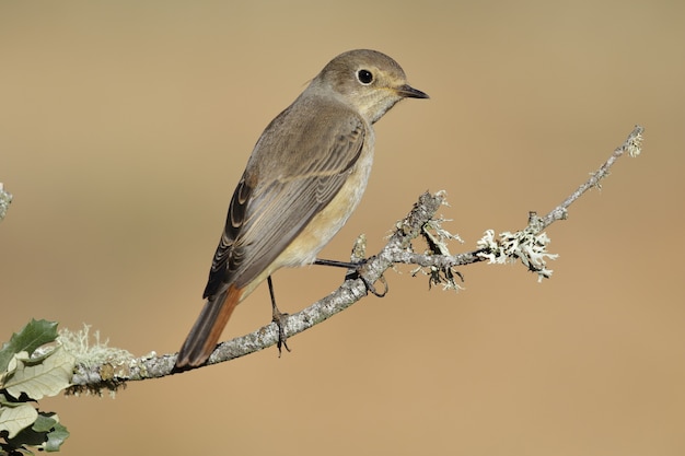 Closeup tiro de um pássaro Redstart comum empoleirado em um galho de árvore - Phoenicurus Phoenicurus