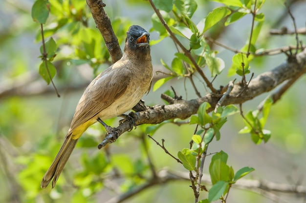 Closeup tiro de um pássaro sentado em um galho de árvore - perfeito para o fundo