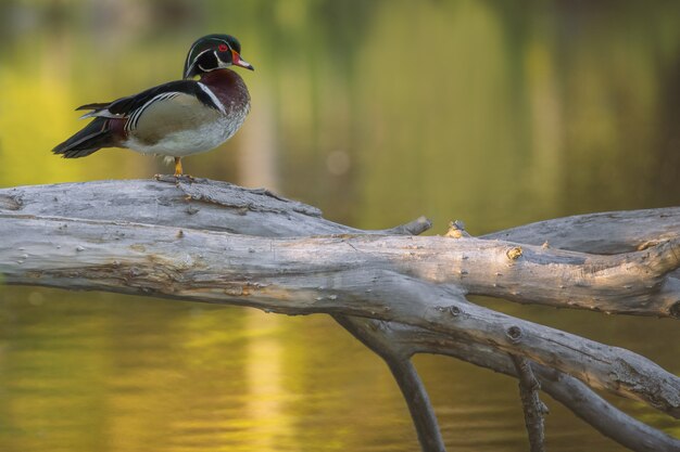 Closeup tiro de um pato de madeira em pé em uma árvore quebrada