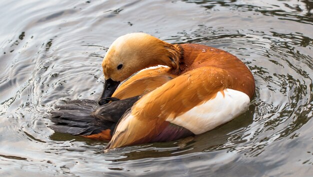 Closeup tiro de um pato ruivo nadando em um lago