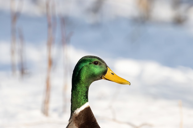 Closeup tiro de um pato selvagem com um fundo desfocado