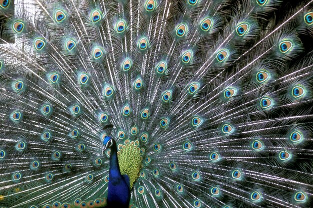 Closeup tiro de um pavão azul lindo