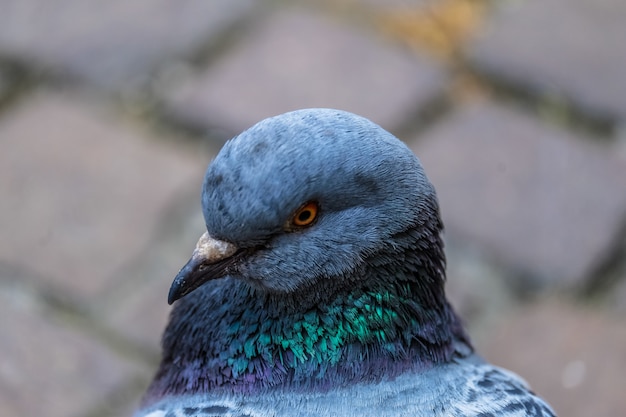 Closeup tiro de um pombo
