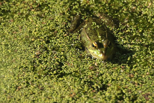 Foto grátis closeup tiro de um sapo nadando no pântano verde