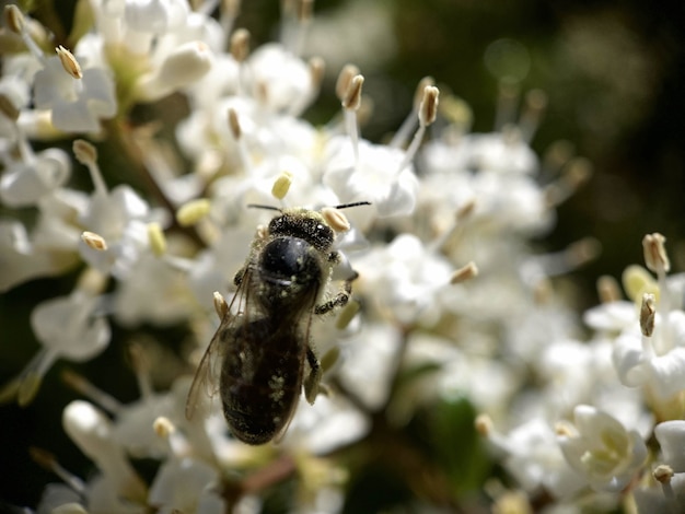 Closeup tiro de uma abelha em flores brancas coletando pólen