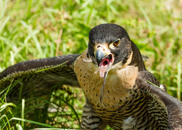 Foto grátis closeup tiro de uma águia com penas no bico aberto