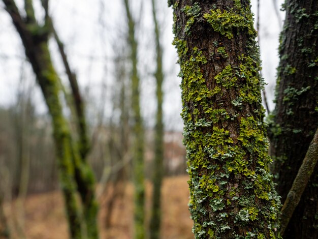 Closeup tiro de uma árvore coberta de vegetação em uma floresta