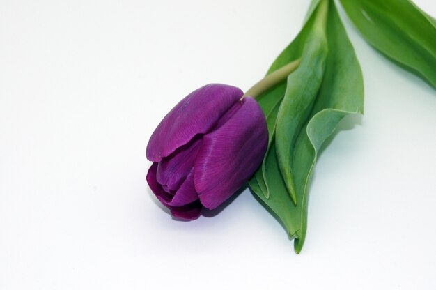 Closeup tiro de uma bela flor de tulipa violeta com um espaço de cópia