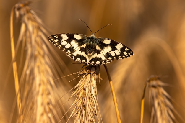 Closeup tiro de uma borboleta preta e branca sentada em uma planta amarela seca