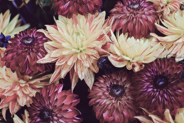 Closeup tiro de uma composição de bela flor com flores coloridas dália