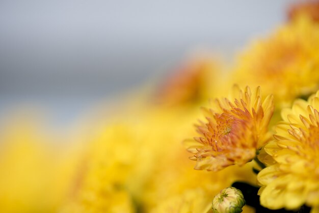 Closeup tiro de uma flor amarela com um fundo desfocado