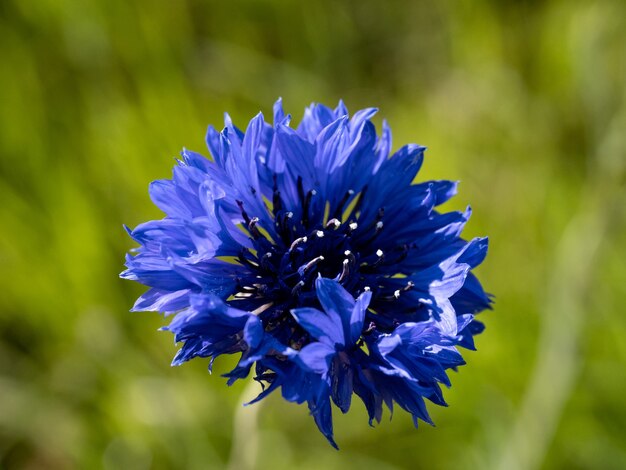 Closeup tiro de uma flor azul no fundo desfocado