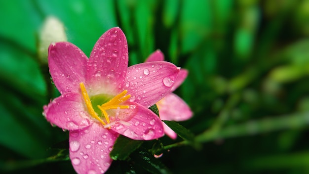 Closeup tiro de uma flor rosa com gotas de água