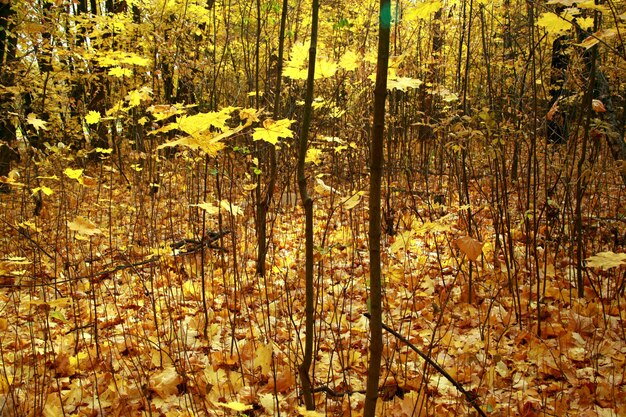 Closeup tiro de uma floresta com árvores nuas e as folhas de outono amarelas no chão