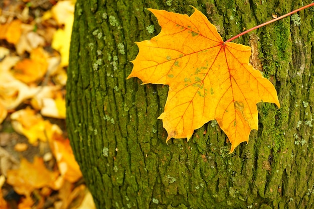 Closeup tiro de uma folha na casca de uma árvore durante o outono