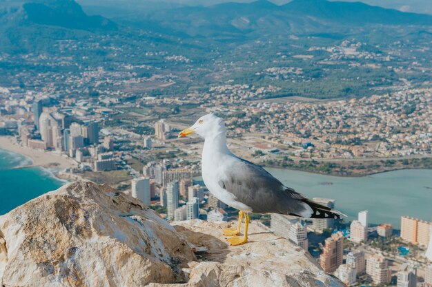 Closeup tiro de uma gaivota no topo de uma rocha com vista para a cidade na ilha de Calpe, Espanha