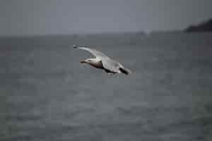 Foto grátis closeup tiro de uma gaivota voando baixo sobre o nível do mar