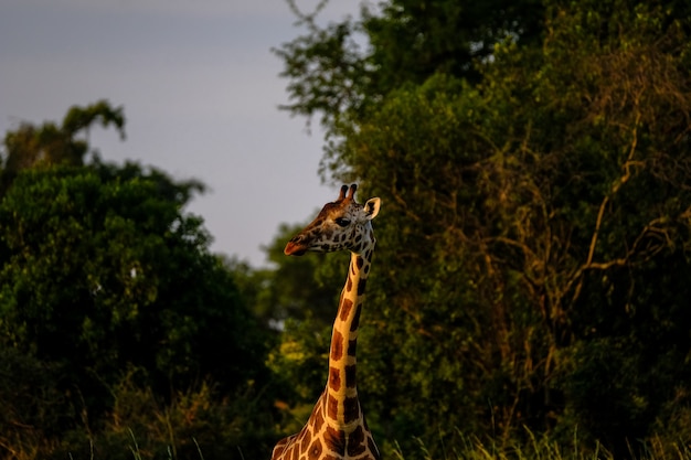 Closeup tiro de uma girafa perto de árvores e fundo desfocado natural em um dia ensolarado