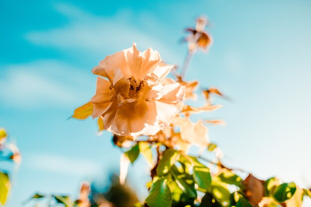 Closeup tiro de uma incrível flor de rosa branca em um céu azul