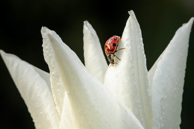 Closeup tiro de uma joaninha em uma pétala branca