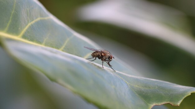 Closeup tiro de uma mosca de inseto descansando na folha