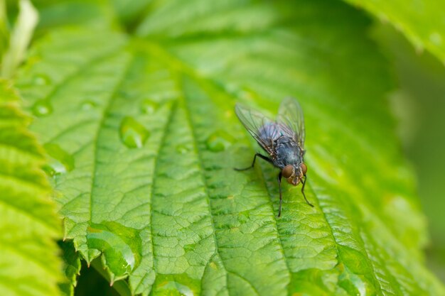 Closeup tiro de uma mosca em uma folha verde coberta com gotas de orvalho