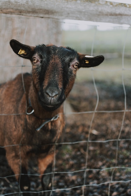 Foto grátis closeup tiro de uma ovelha enfiando a cabeça para fora da cerca