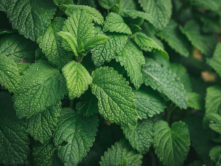 Foto grátis closeup tiro de uma planta de hortelã verde fresca em uma panela