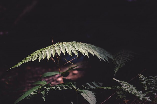 Closeup tiro de uma planta de samambaia em uma selva sob a luz da lua